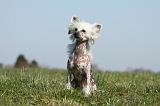 CHIEN NU CHINOIS 129